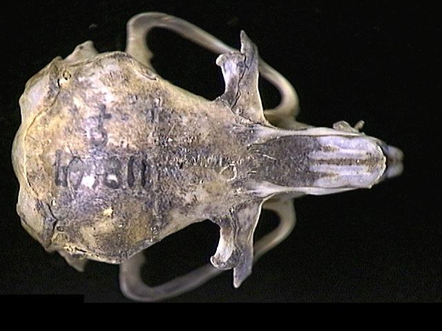 Craniata