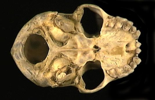 Eumetazoa