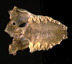 Deuterostomia