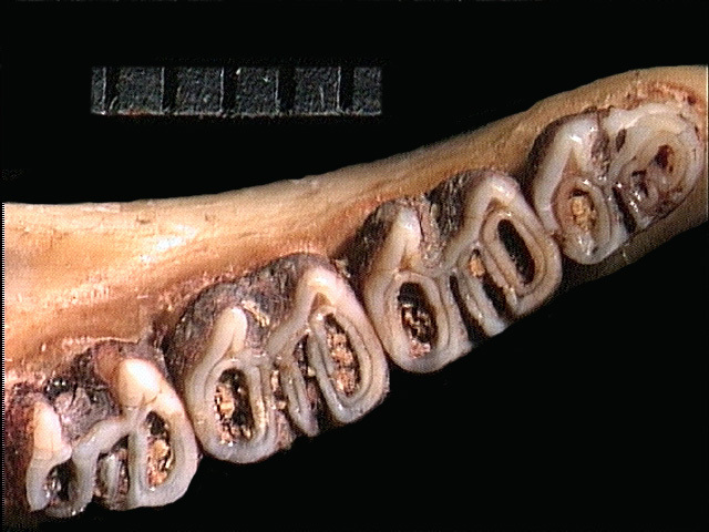 Anomalurus derbianus