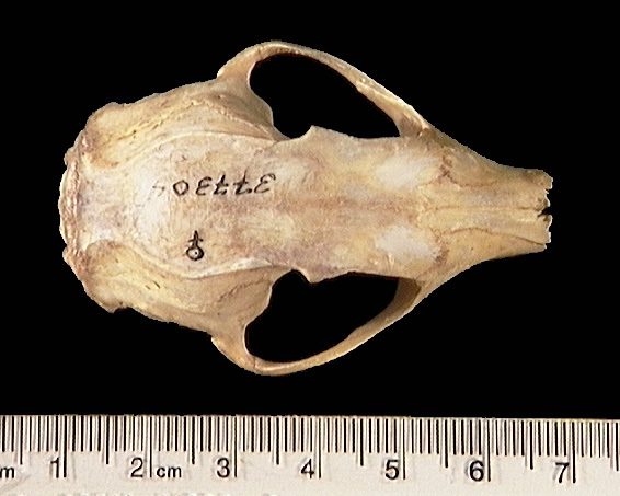 Anomaluromorpha