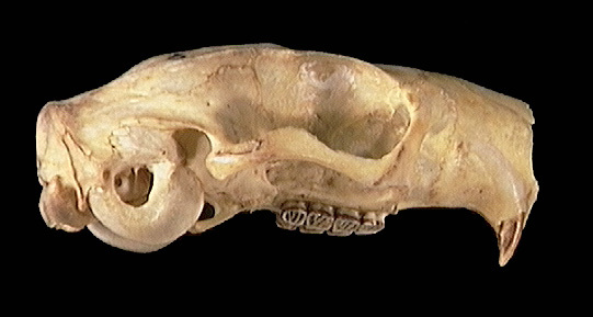 umnh377304.lateral