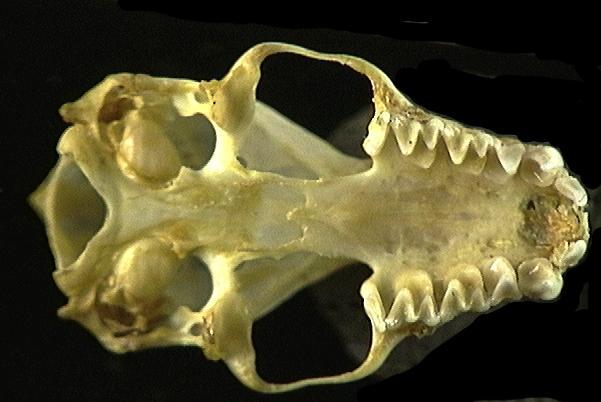 Craniata