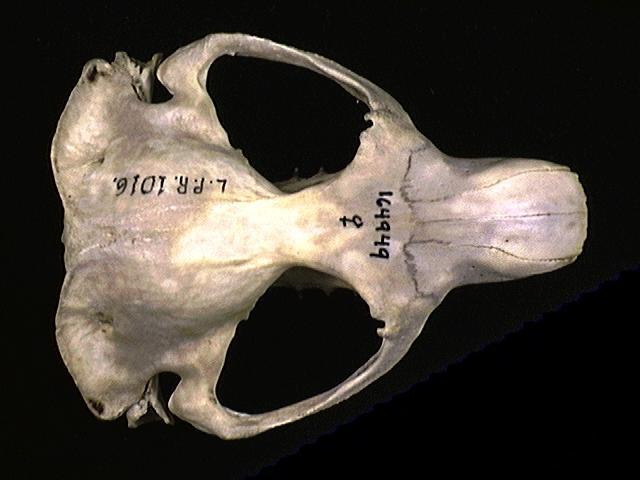 Vertebrata