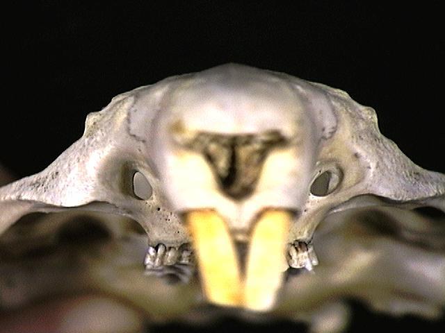 Craniata