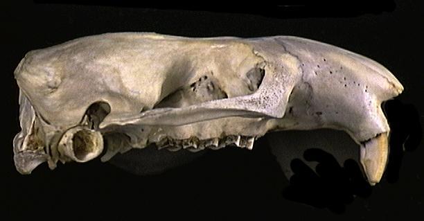 Craniata