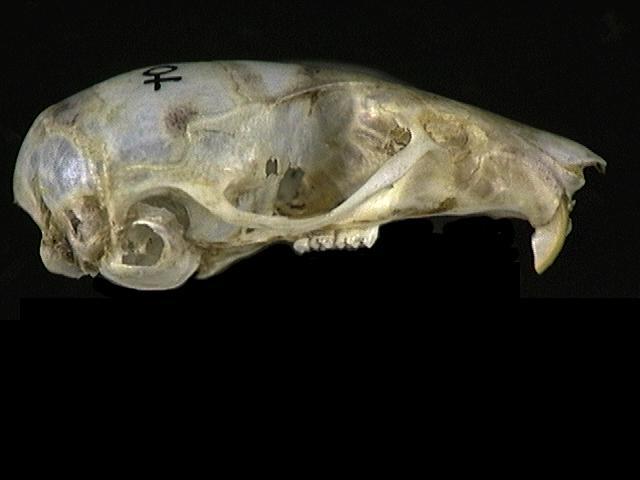 Deuterostomia