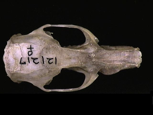 Euteleostomi