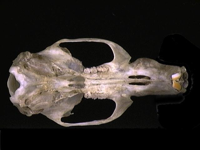 Vertebrata