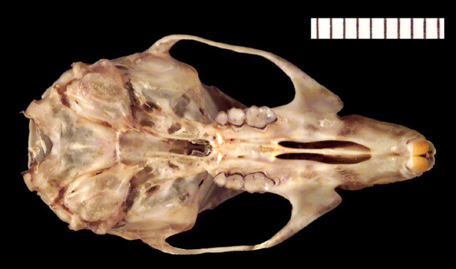 Craniata