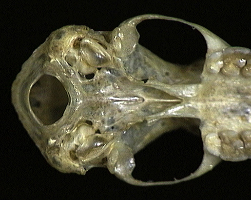 Eumetazoa