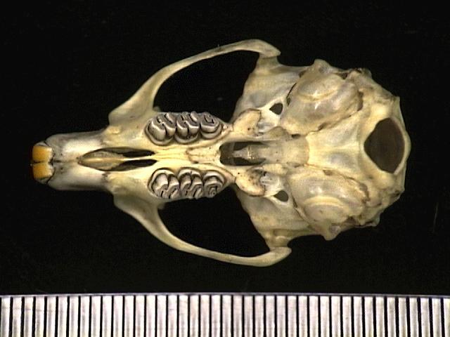 Deuterostomia