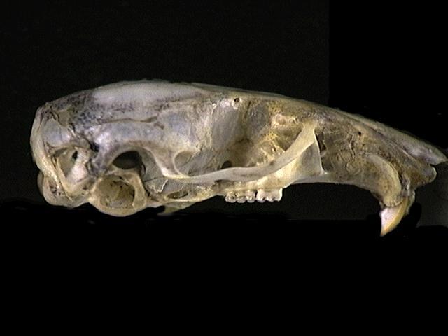 Deuterostomia