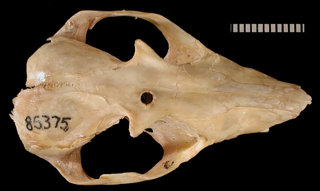 Vertebrata