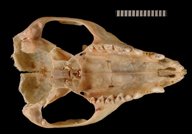 Craniata