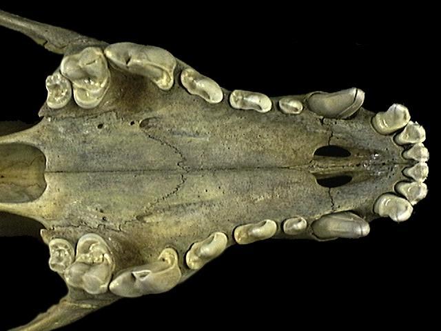 Deuterostomia