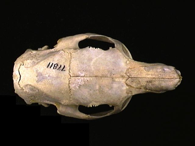 Craniata