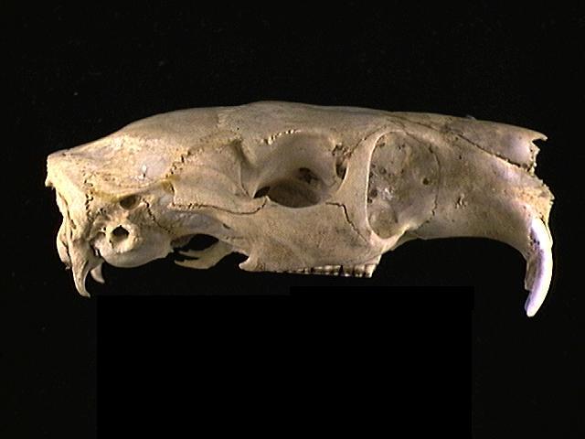 Craniata