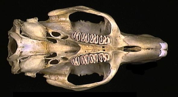 Craniata