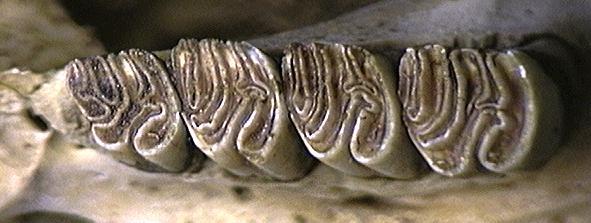 Gnathostomata