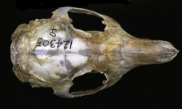 Euteleostomi