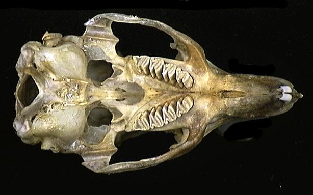 Vertebrata