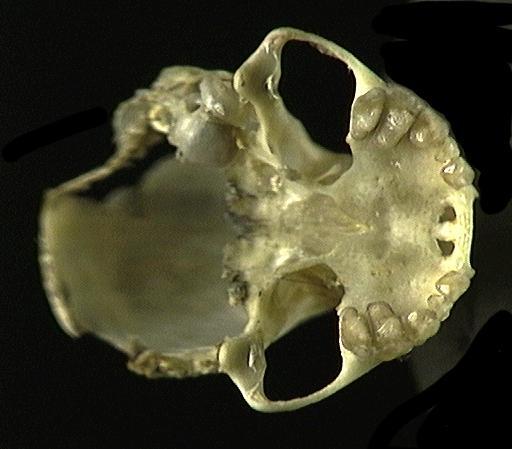 Eumetazoa