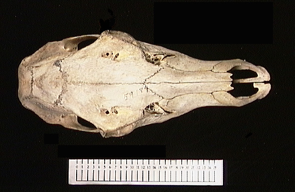 Craniata