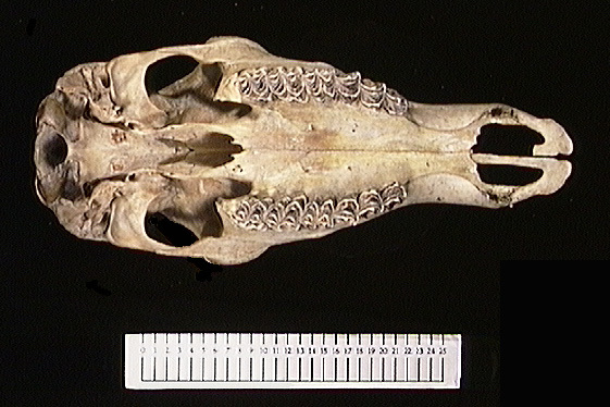 Craniata