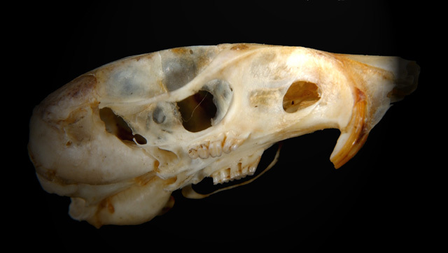 Craniata