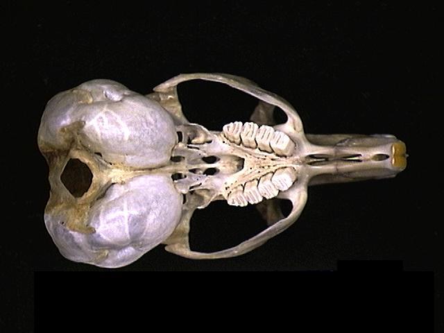 Craniata