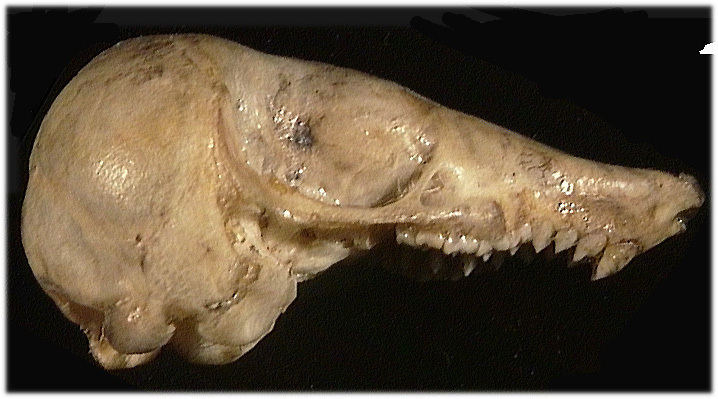 Craniata