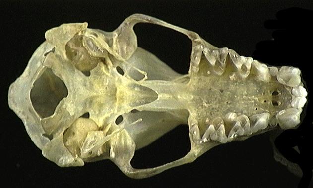 Euteleostomi