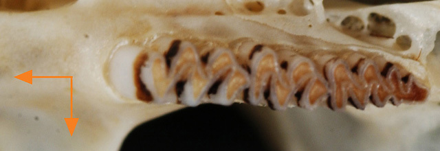 Myodes gapperi