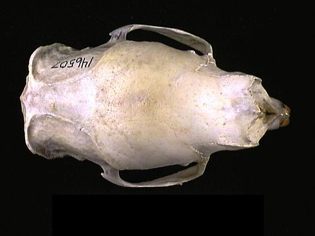 Craniata