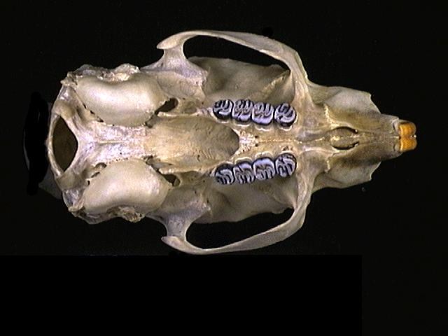 Eumetazoa