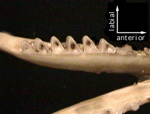 Deuterostomia