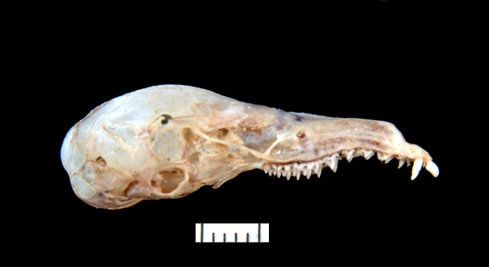 Vertebrata