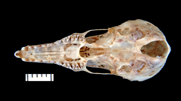 Deuterostomia