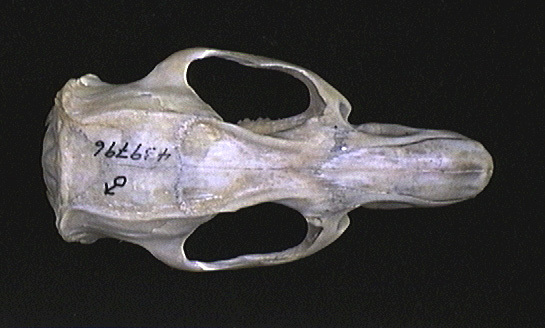 Craniata