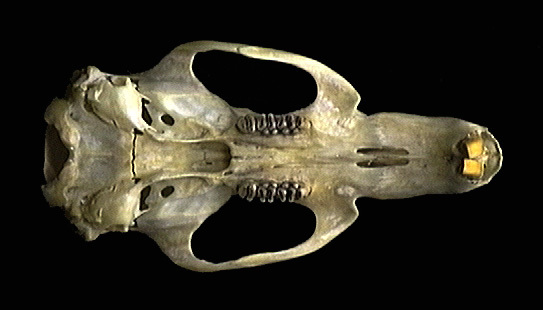 umnh439796.ventral