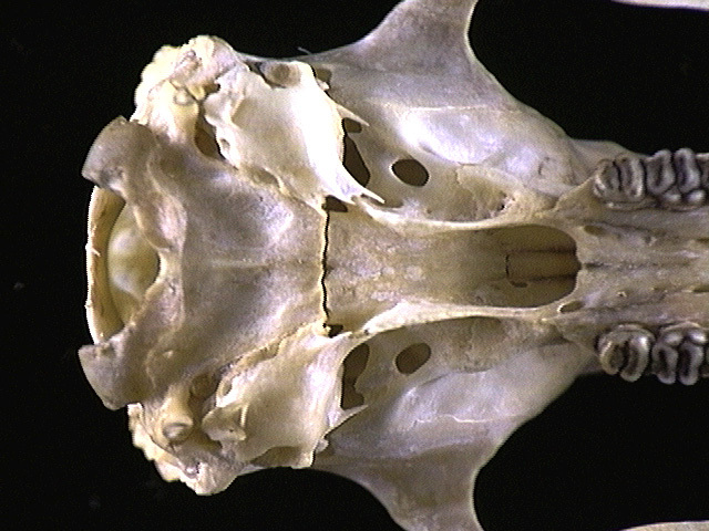 Craniata