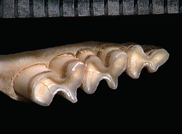 Tetrapoda