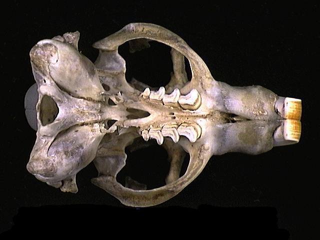 Craniata