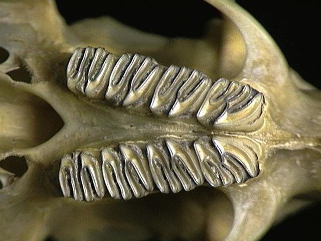 Gnathostomata