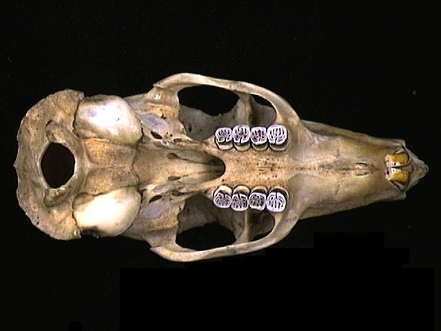 Craniata