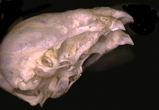 Vertebrata