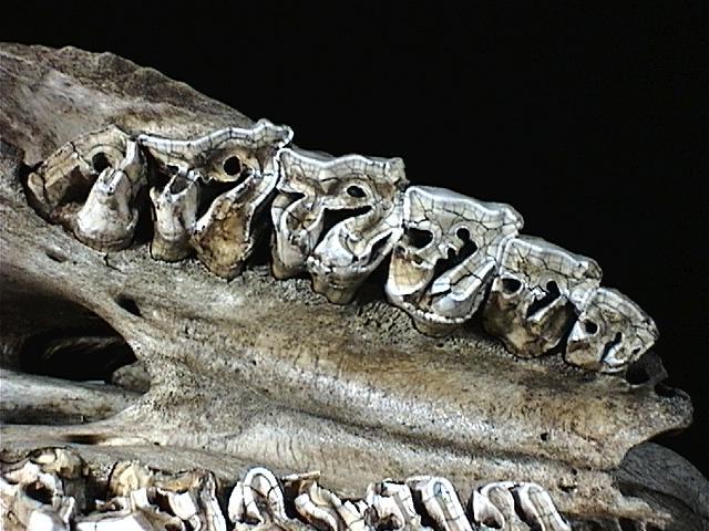 Vertebrata