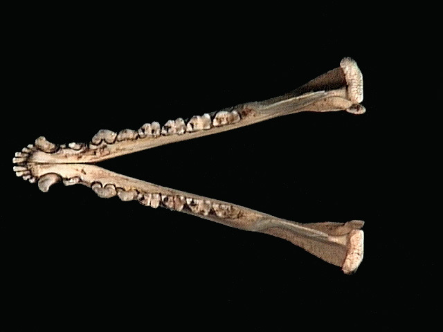 Vertebrata