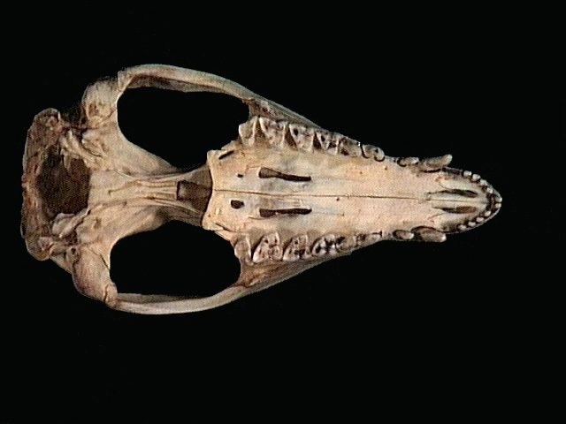 Vertebrata